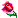 :rosa