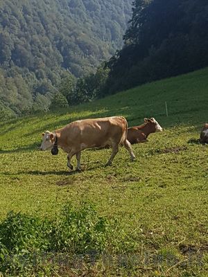 Clicca per vedere l'immagine alla massima grandezza